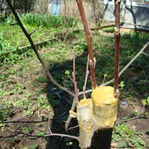 Tipy pre začínajúcich záhradníkov: očkovanie jabloní na jar