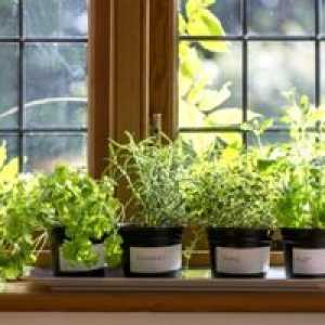 Tipy na pestovanie zelene doma na parapete