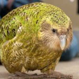 Sakpový papagáj kakapo a popis beztvarých vtákov