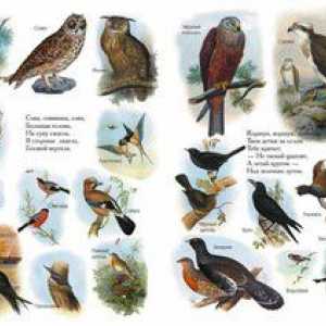 Zoznamy vtákov z encyklopédie