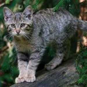 Stepová mačka - vzhľad, správanie, charakteristické znaky