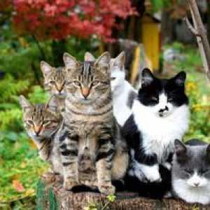 "Stop cystitídy" pre pokyny pre mačky: tableta pre mačky