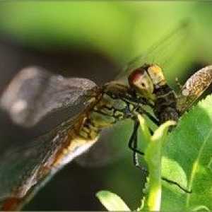 Dragonfly: popis toho, čo sa živí, kde spí a koľko žije