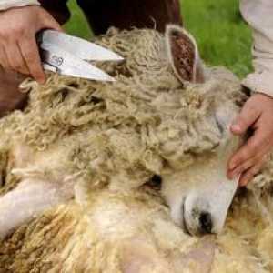 Strihanie oviec: koľkokrát za rok by sa mala strihať