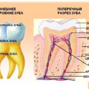 Štruktúra ľudského zuba: anatómia ľudských zubov