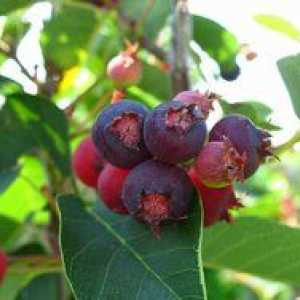 Berry vlastnosti, užitočné vlastnosti
