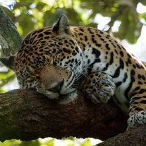 Záhadný živočíšny jaguár a kde prebýva