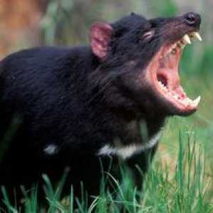 Tasmánčan alebo ďatelina ďateliny: spôsob života zvieraťa
