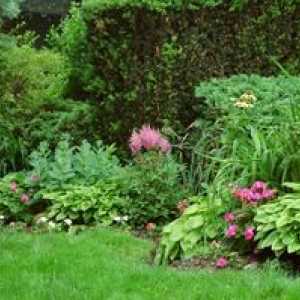 Shadeplant rastliny a kvety: príklady záhradné dekorácie