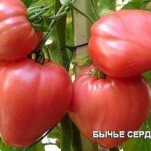Tomato `Bullish Heart`: Charakteristika a opis odrody