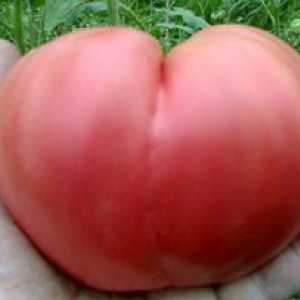 Tomato Bovine Srdce Popis Charakteristický Variety Tomato