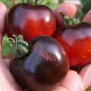Tomato black maur - opis a charakterizácia odrody