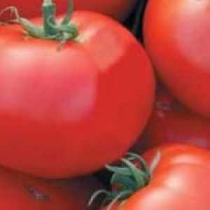 Tomato gin - charakteristika a popis triedy