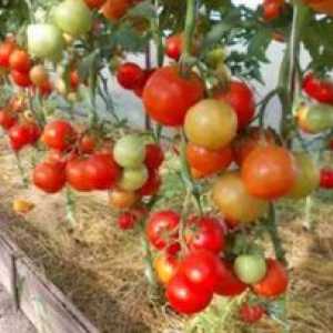 Tomato `Evpator`: popis a popis, agrotechnika, recenzie