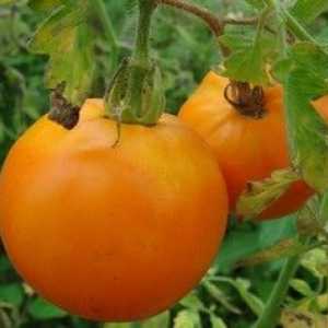 Tomato rajčiak: Charakteristika a opis odrody