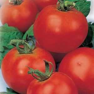 Tomato "červená čiapka": charakteristika