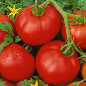 Tomato "Moskovit": vlastnosti, opis odrody