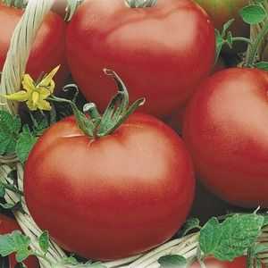 Tomato `Sibírske skoré dozrievanie `: vlastnosti a opis odrody