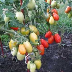 Rastlina rajčiakov: charakteristika a opis odrody