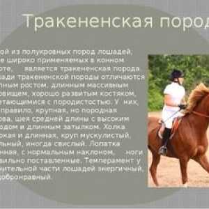 Trakehner plemeno koní - charakteristické