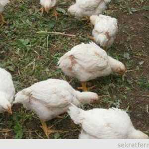 Tráva pre kurčatá: ak môžete dať