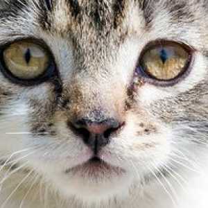 Mačiatko má vodnaté oči: príčiny a čo robiť