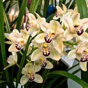 Starostlivosť o cymbidium orchideí doma