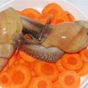 Street snails a ahatina - čo jedia, jedlo pre zdravého maznáčika