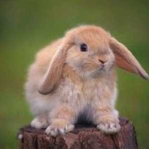 Roztoče uší u králikov: príznaky ochorenia, metódy liečby