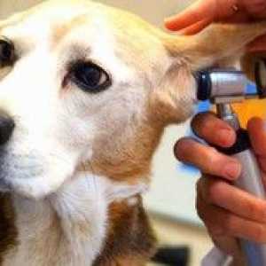 Roztoč u psov, liečba roztočov uší