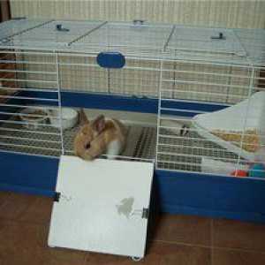 Podmienky pre ozdobné králiky v dome: ako sa kŕmiť