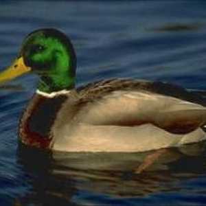Duck mallard: čo sa živí vo voľnej prírode, životný štýl
