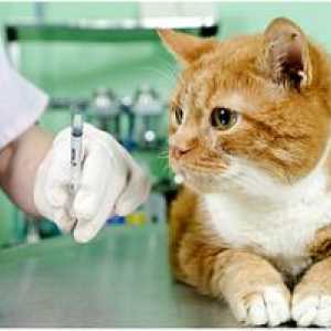 Očkovanie proti besnote pre mačky a mačky: očkovanie správne