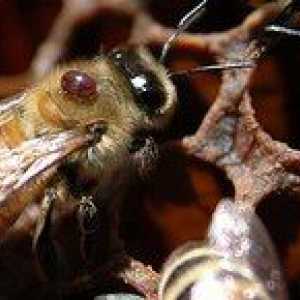 Varroatóza včiel: ako sa liečiť