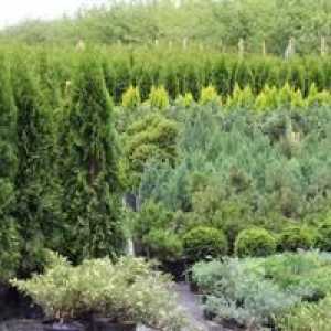 Evergreens: stromy a kríky v dizajne krajinnej záhrady