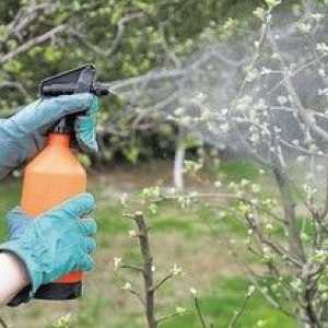 Jarná úprava stromov pred chorobami a škodcami
