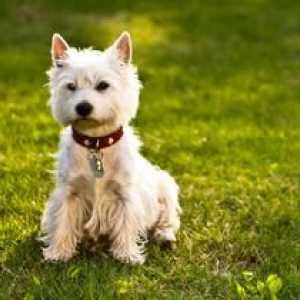 West Highland White Terrier - biely teriér Popis