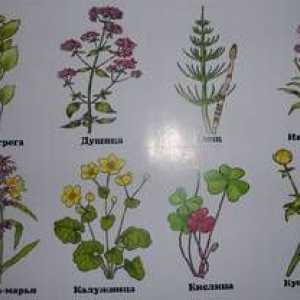 Druhy a vlastnosti bylinných rastlín