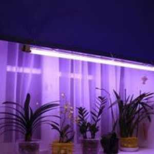 Druhy svietidiel na osvetlenie sadeníc: Ako si vybrať fytosanit