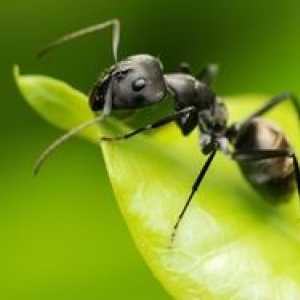 Druhy mravcov: štruktúra a popis