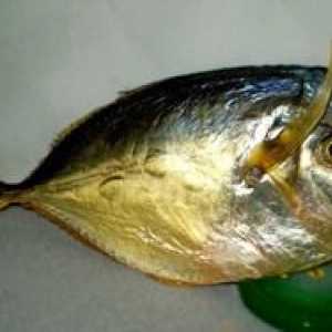 Druhy plochých a okrúhlych rýb: popis a vlastnosti