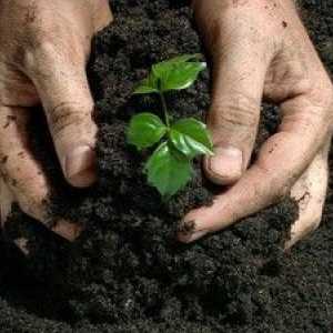 Typy hnojív a spôsob ich použitia