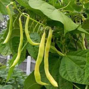 Kučeravé fazule - rôzne ozdobné, jedlé rastliny