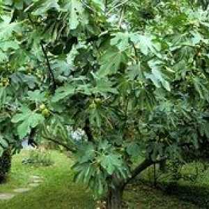 Všetko o starých rastlinných figách (fíkovník alebo fíkovník)