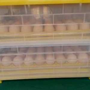 Šírenie kuracích vajec v automatickom inkubátore
