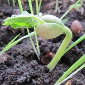 Pestovanie fazule: výsadba a starostlivosť v otvorenom teréne