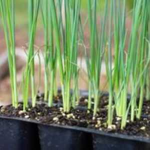 Pestovanie pórov: výsadba a starostlivosť