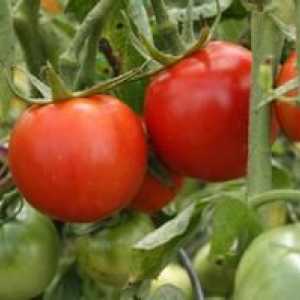 Pestovanie odrôd rajčiakov, charakterizácia a popis