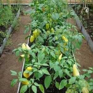 Vysádzanie papriky v skleníku: čo kŕmiť