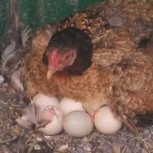 Násadenie kuracích vajec. Ako dlho sedieť kurča pred výskytom kurčiat